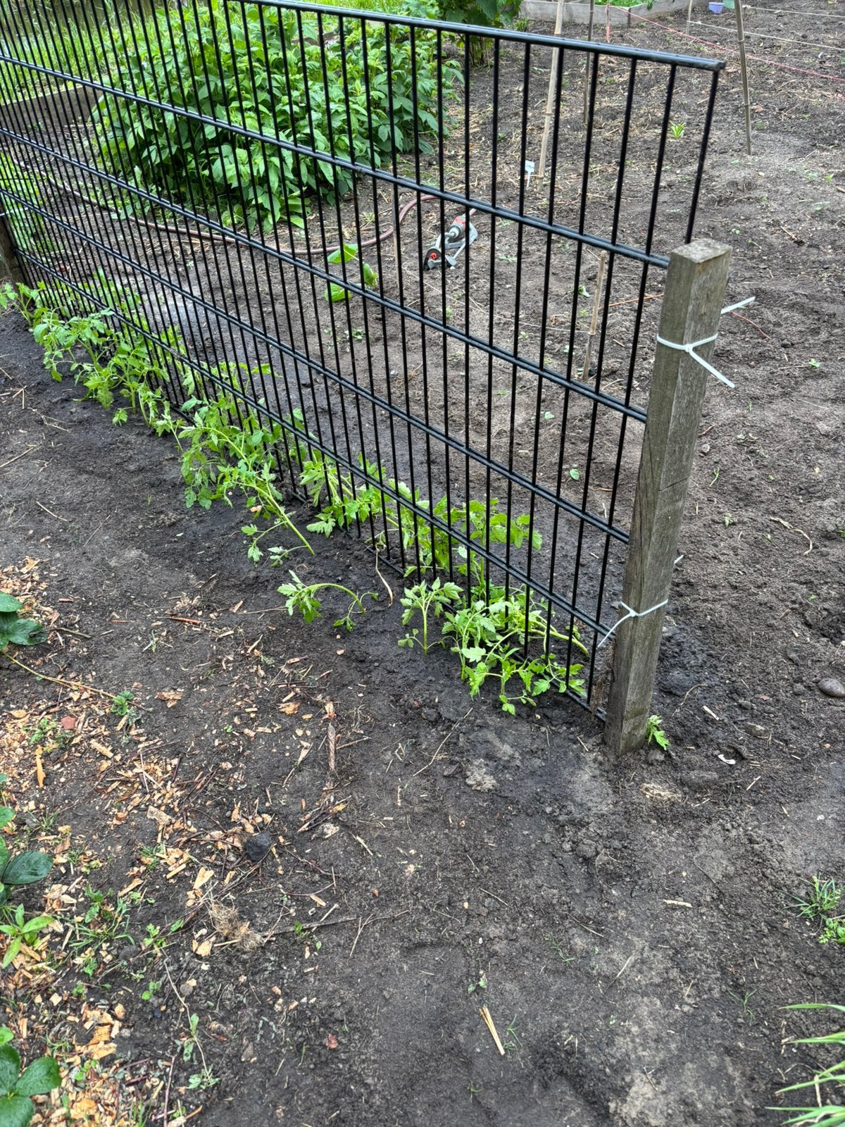 Tomaten stekjes, Tuin en Terras, Planten | Tuinplanten, Ophalen, Eenjarig, Groenteplanten, Volle zon
