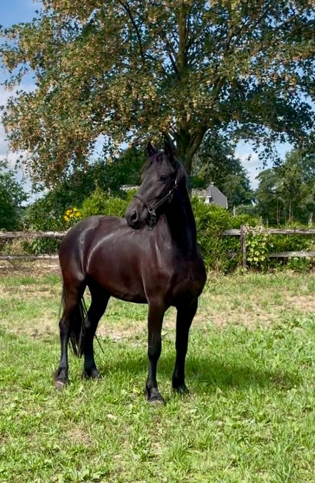 Mooie friese merrie, Merrie, Met stamboom, Dressuurpaard, 3 tot 6 jaar