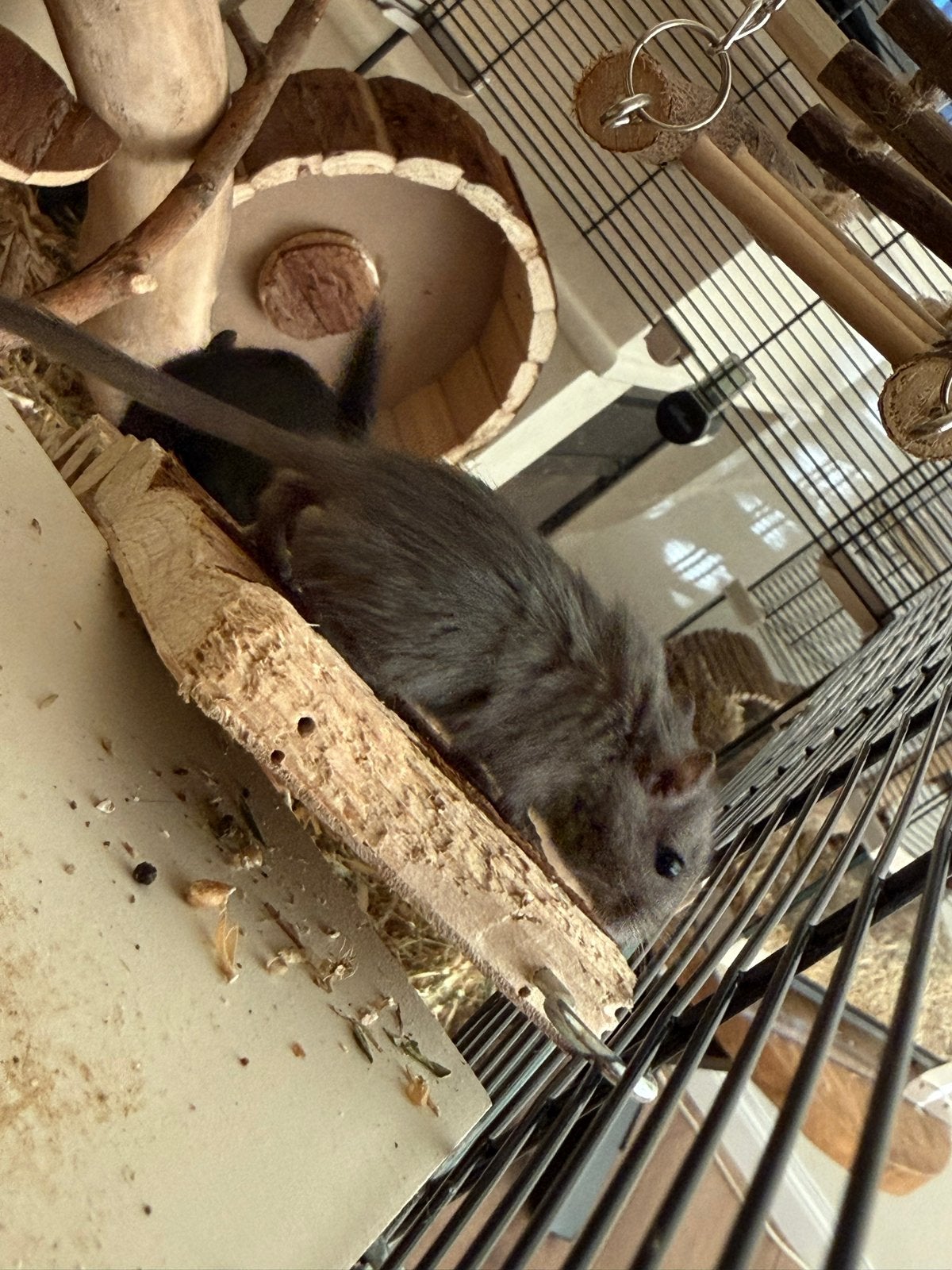Gerbils/woenstijnratjes (mannelijk), Dieren en Toebehoren, Mannelijk, Juli, Overige typen, Tam
