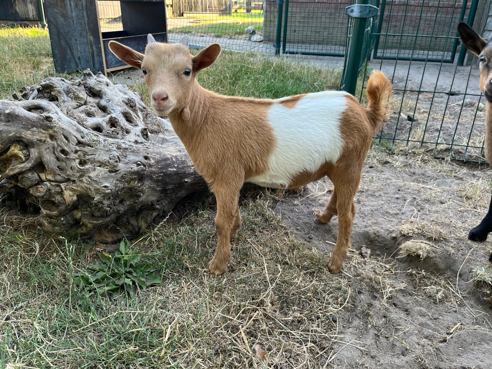 Lakenvelder camel kleur dwerggeit bok, Dieren en Toebehoren, Schapen, Geiten en Varkens, Mannelijk, Geit, 0 tot 2 jaar