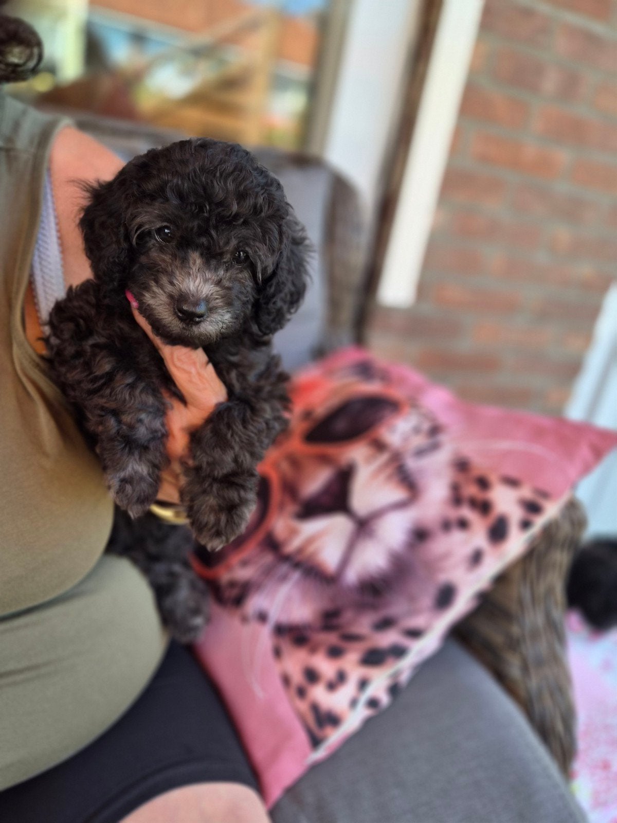 toy-dwergpoedel pups, Poedel, Parvo, 8 tot 15 weken, Meerdere
