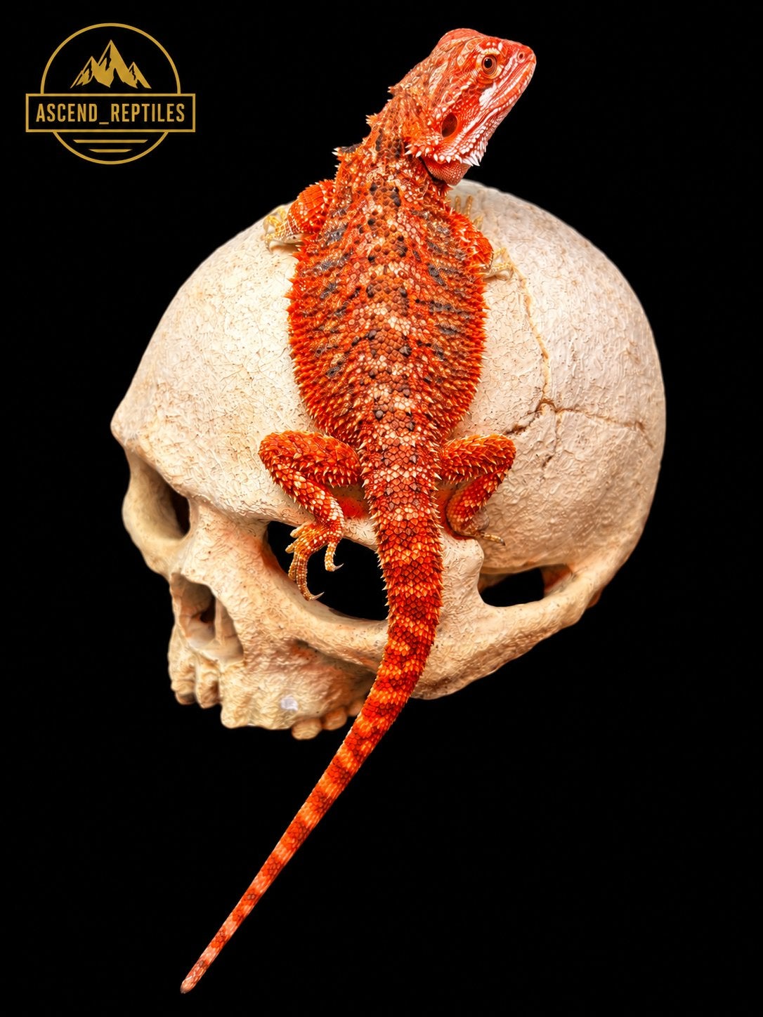 Prachtige Fire Red Tiger Het Trans Het Hypo vrouw, Hagedis, Tam, 0 tot 2 jaar