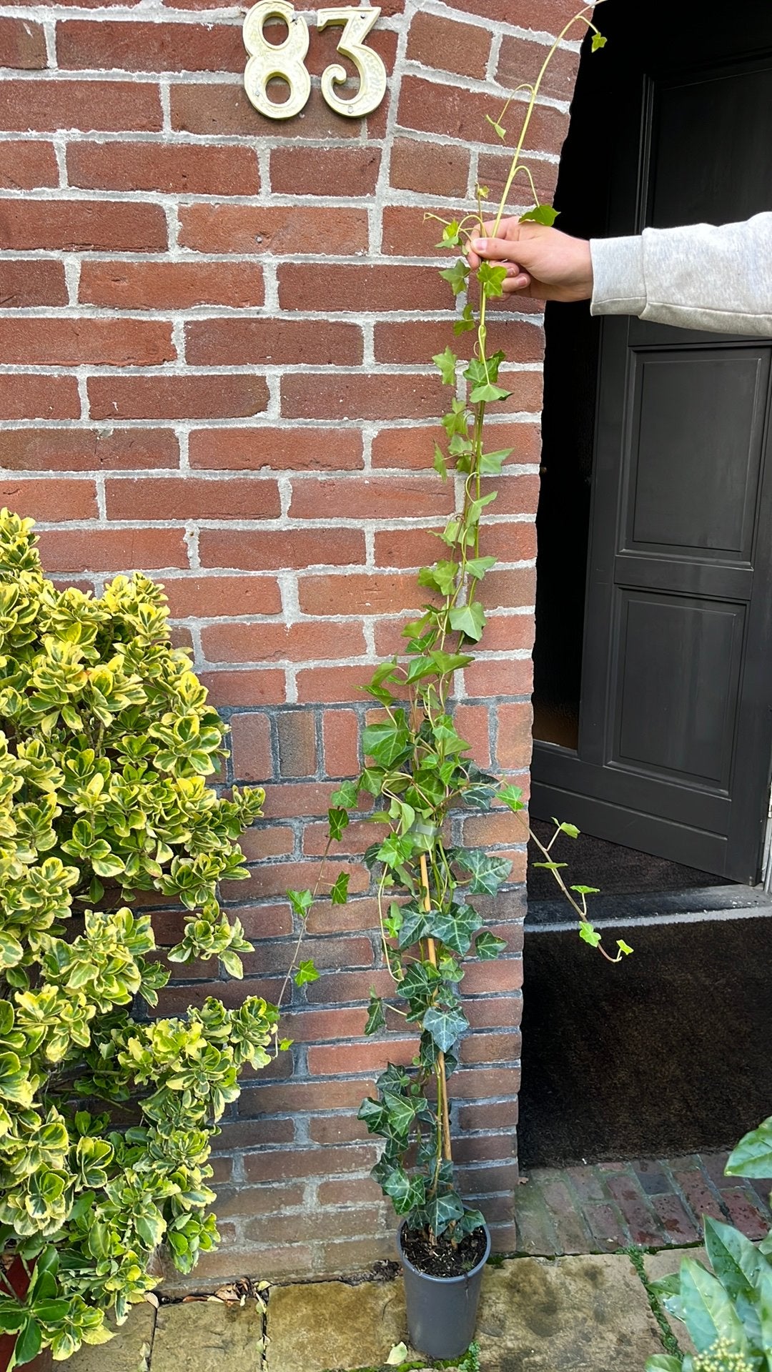 Hedera, Ophalen of Verzenden, Overige soorten, Haag, 100 tot 250 cm