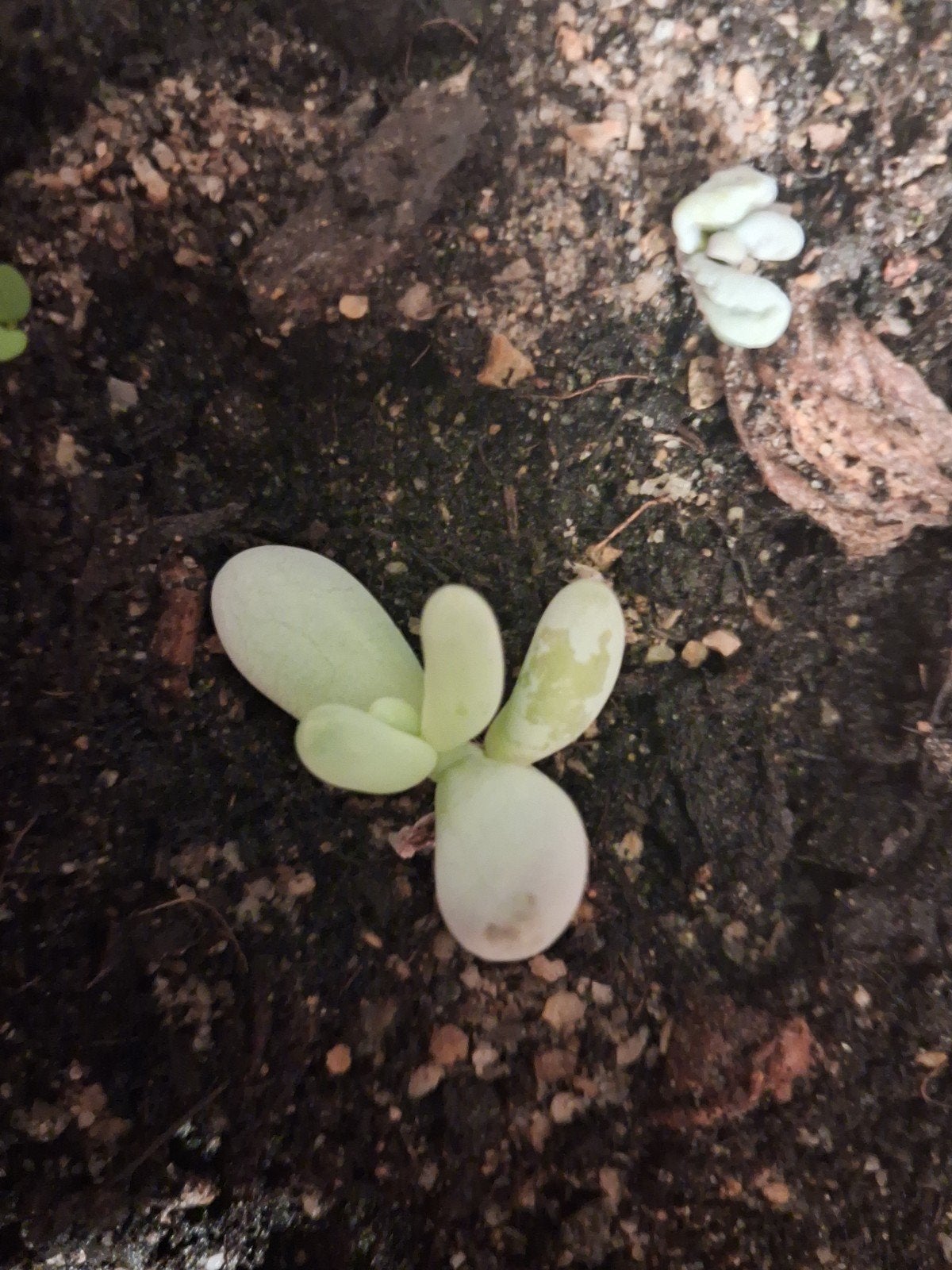 pachyphytum oviferum stekje, Ophalen, Vetplant, Halfschaduw, Minder dan 100 cm