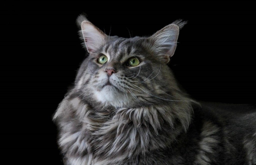 Maincoons kater, Kater, Met stamboom, 6 jaar of ouder