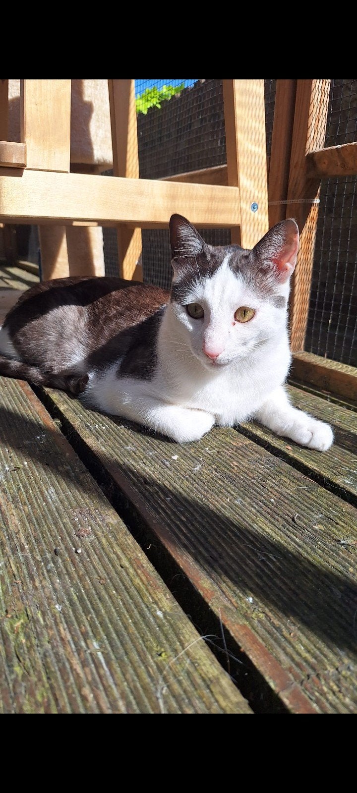 Vermist in Huissen, Kat