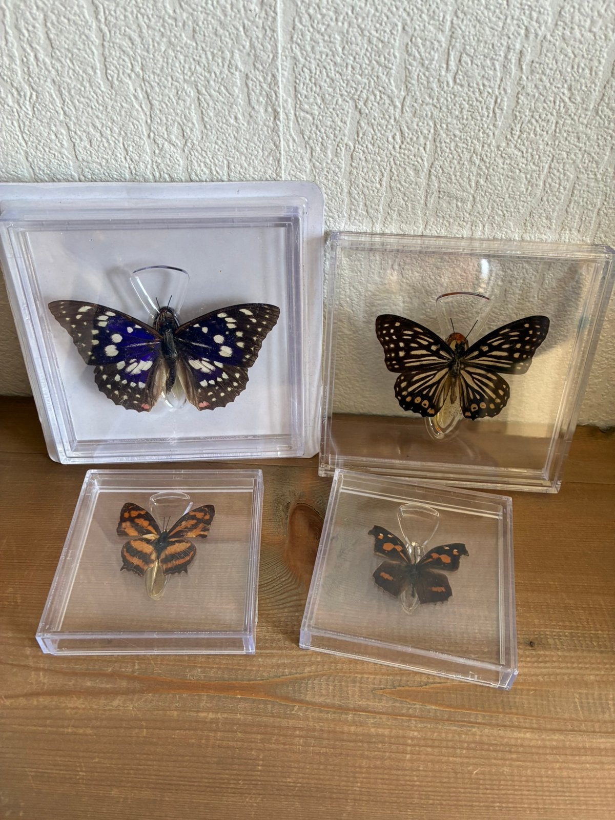 Te koop decoratie vlinders in box, Bijen