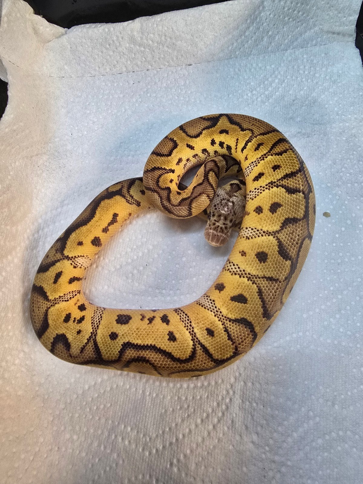 vele koningspythons in diversen kleuren nk 2026 Ball Python photo 11