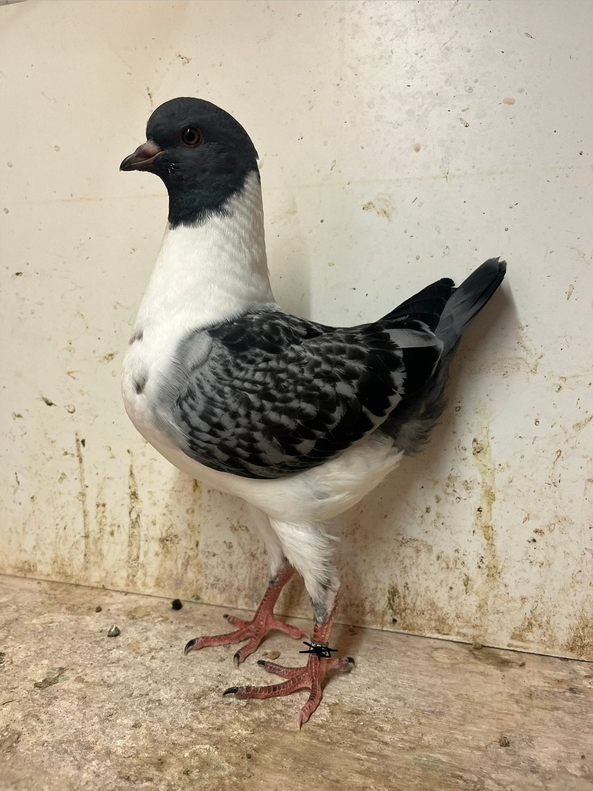 Jonge duitse modena’s te koop, Dieren en Toebehoren, Meerdere dieren, Overige soorten