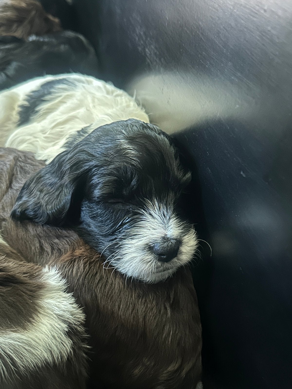 Nestje Sproodle pups, 8 tot 15 weken, Meerdere, Meerdere dieren, CDV (hondenziekte)