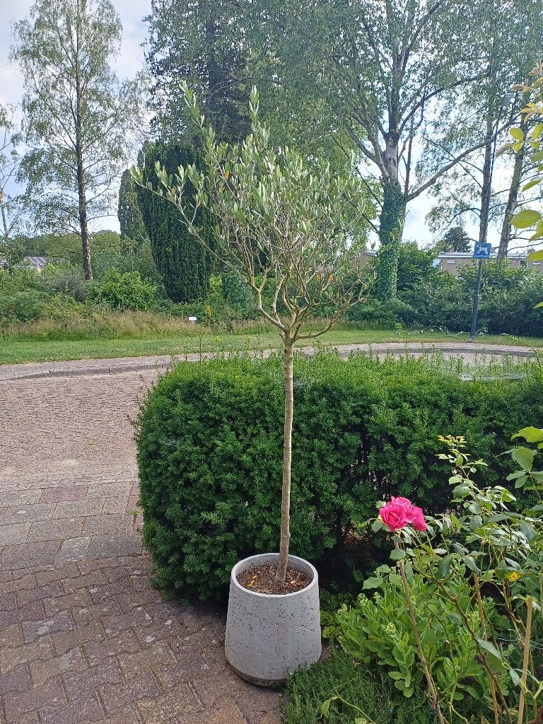 Olijfboompje met pot, Bloeit niet, Overige soorten, 100 tot 250 cm, Ophalen