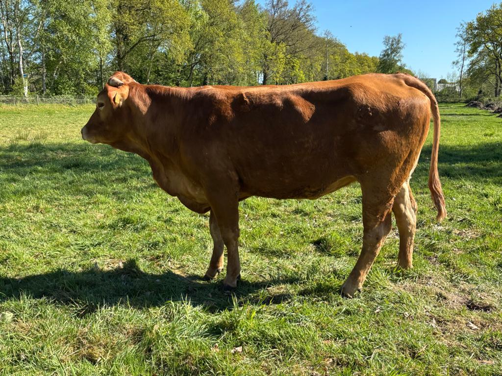 Drachtige Limousin +/- 7 á 7,5 maand, Dieren en Toebehoren, Vrouwelijk, 3 tot 6 jaar