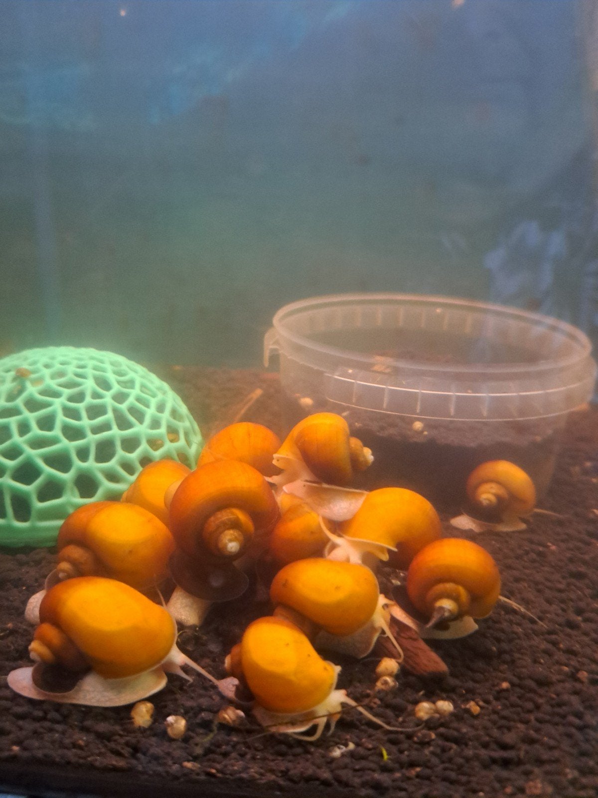 Yellow appelslakken, Dieren en Toebehoren, Vissen | Aquariumvissen, Vis