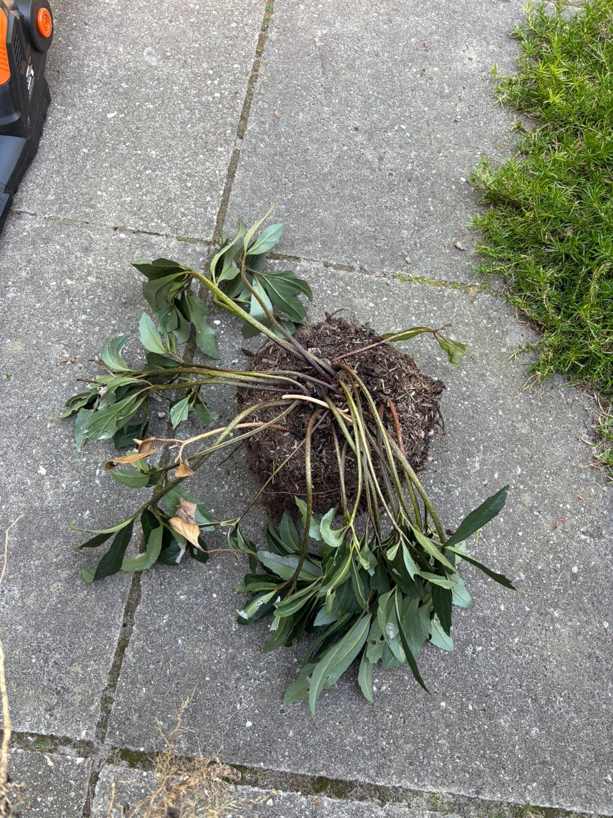 Gratis: helebotus niger, Tuin en Terras, Planten | Tuinplanten, Ophalen, Winter, Overige soorten, Halfschaduw