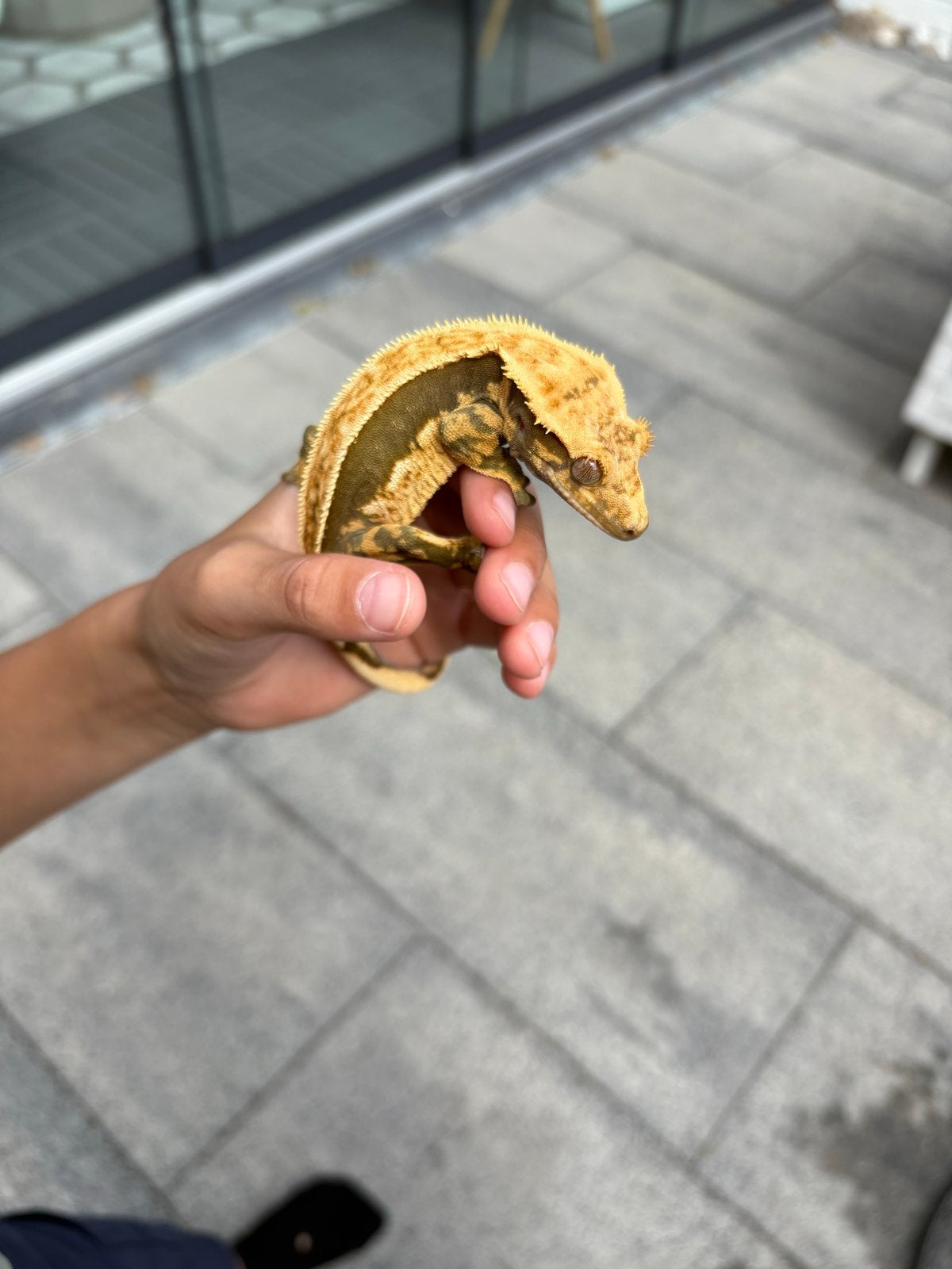 RTB wimpergekko vrouw, Hagedis, 0 tot 2 jaar