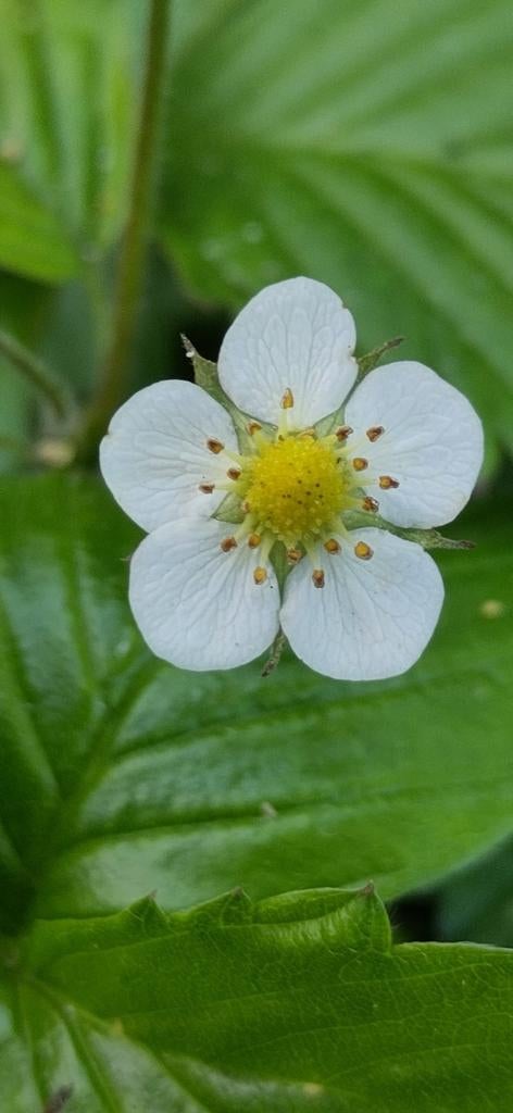 BosAardbei Te Koop. Biologische., Ophalen, Overige soorten, Volle zon