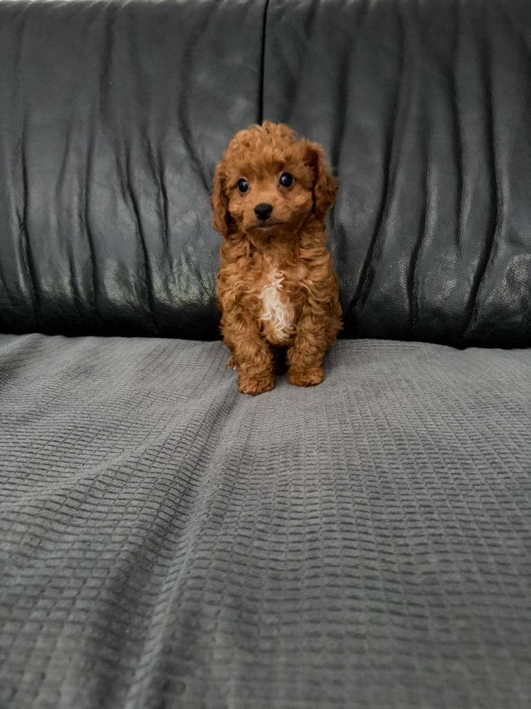Cavapoo pups, Parvo, Overige rassen, 8 tot 15 weken, Meerdere