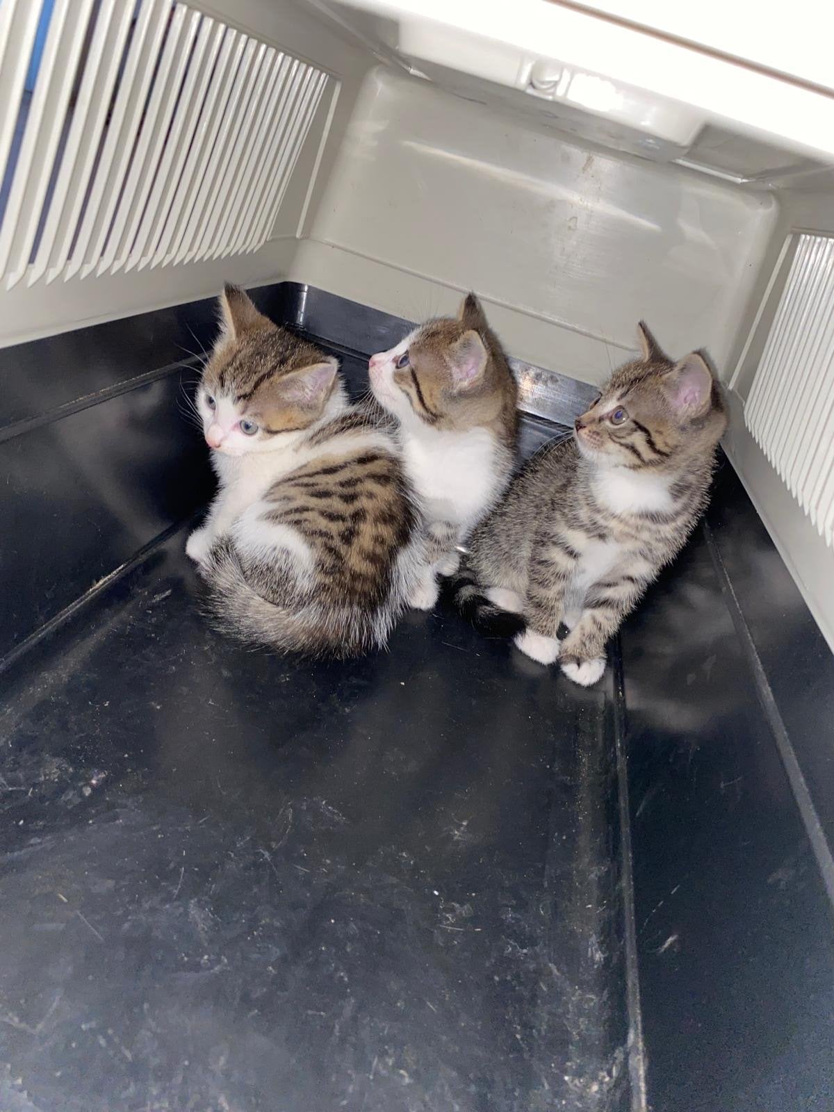 Lieve kittens – 8 weken oud, Meerdere dieren