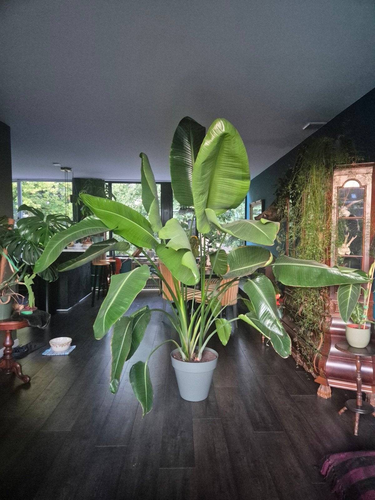 Grote Strelitzia Nicolai - Paradijsvogelplant, Ophalen, Overige soorten, Halfschaduw, In pot
