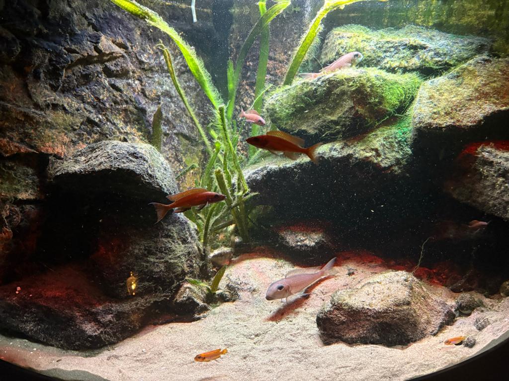 Te koop een Tanganyika vis bestand, Vis, Zoetwatervis, Schoolvis