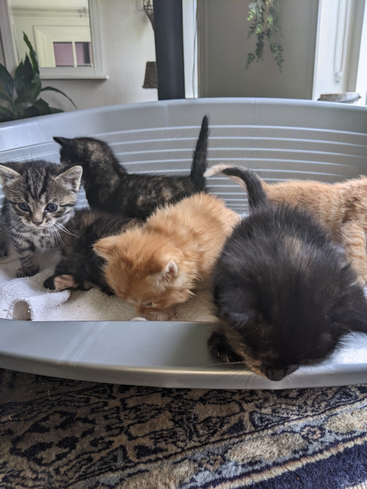 2 mooie speelse kittens , moeder Maine Coon 50%, Meerdere dieren, Langharig, 0 tot 2 jaar