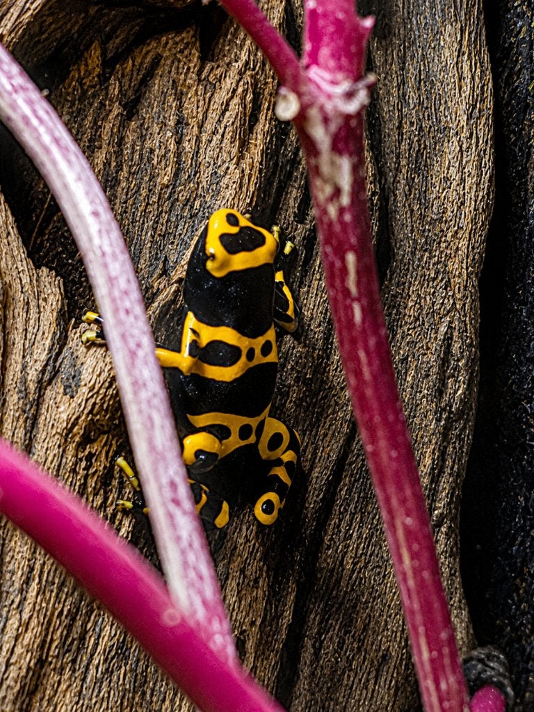 Dendrobates leucomelas - Gele Band gifkikker Frog - unknown for sale from Aquadeco