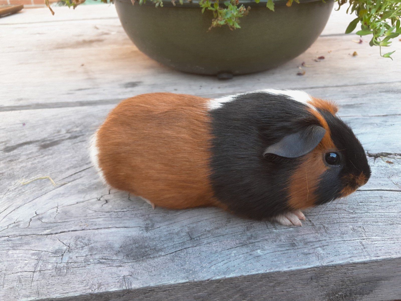 Cavia', Cavia, Juni, Meerdere dieren, Tam