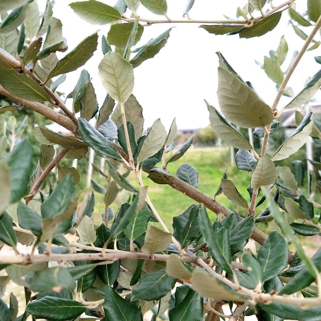 Foto 3 van Steeneik leiboom | Quercus Ilex | Groenblijvend
