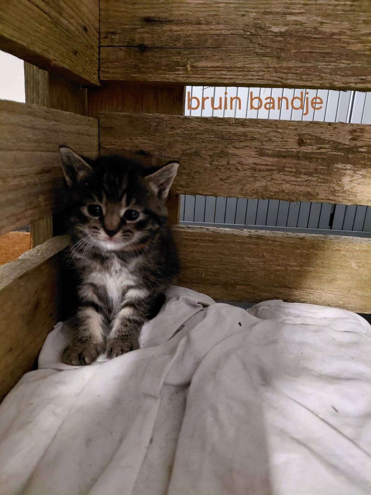 Lieve kittens zoeken nieuw (t)huis!, Dieren en Toebehoren, Meerdere dieren, Kortharig, 0 tot 2 jaar