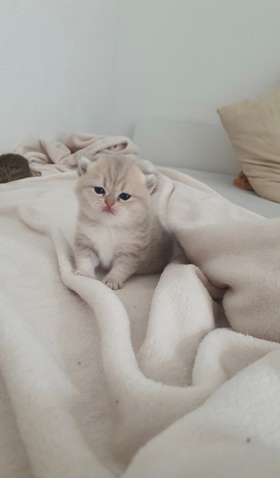 Beautiful British Shorthair Female Kittens