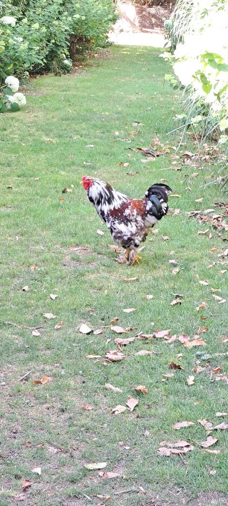 Prachtige Brahma groot Haan, Dieren en Toebehoren, Pluimvee, Mannelijk, Kip