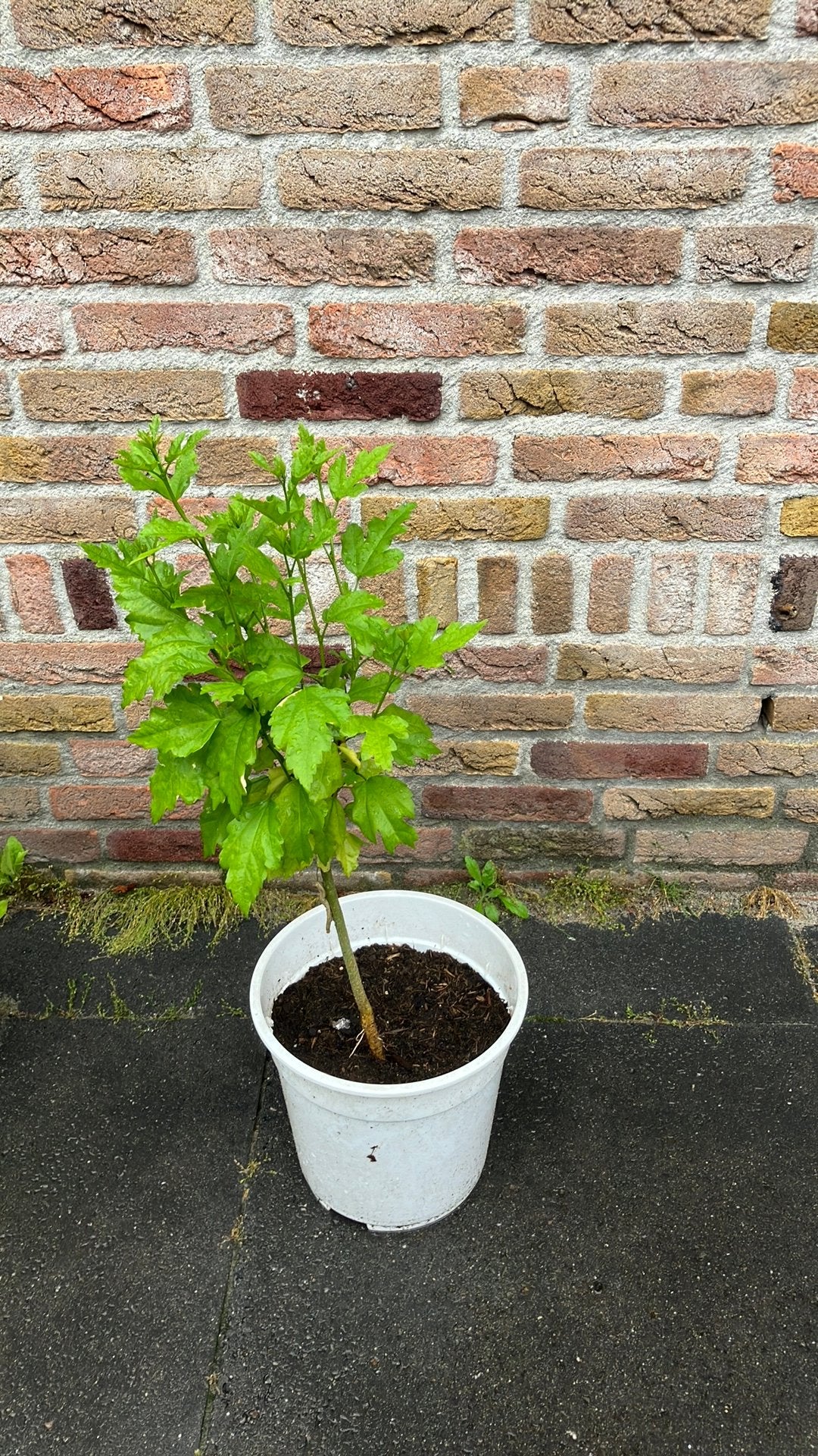 Jonge Hibiscus plant in pot, Tuin en Terras, Planten | Tuinplanten, Volle zon, Vaste plant, Zomer, Ophalen
