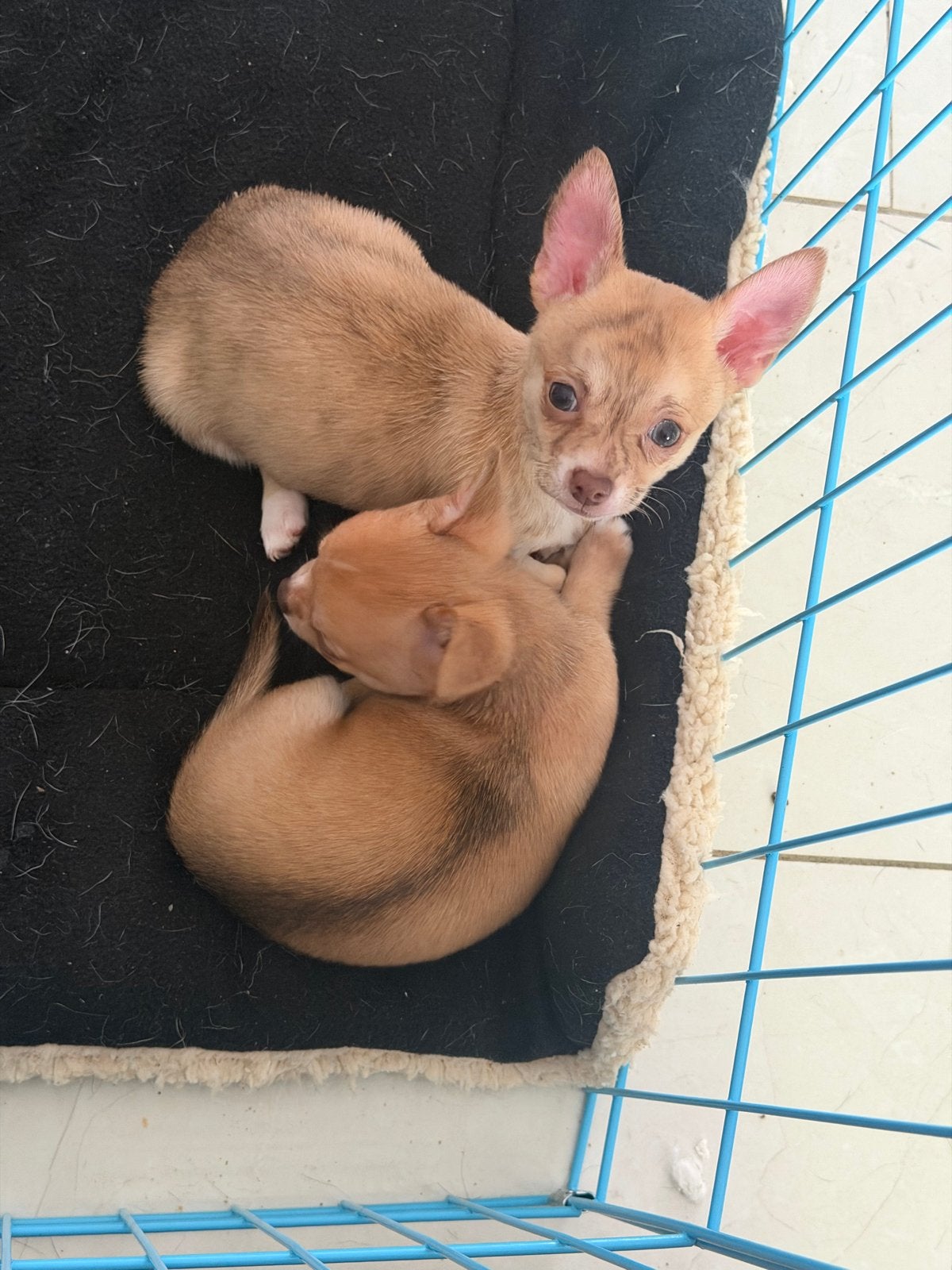 Chihuahua reutjes, 8 tot 15 weken, Meerdere, Meerdere dieren, Chihuahua