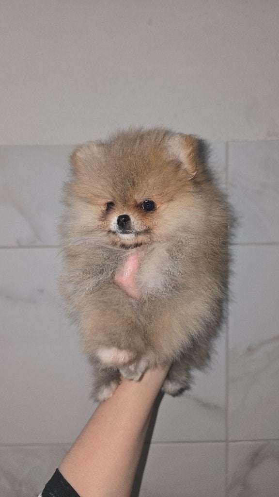 Pomeriaan pup teefje, Overige rassen, 8 tot 15 weken, Teef, Parvo
