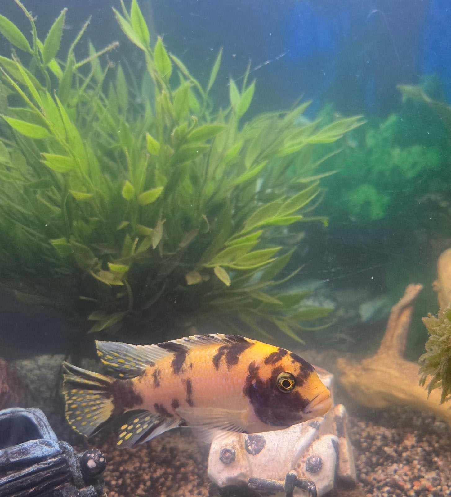 VIS, Malawi OB cichlide, Dieren en Toebehoren, Vis