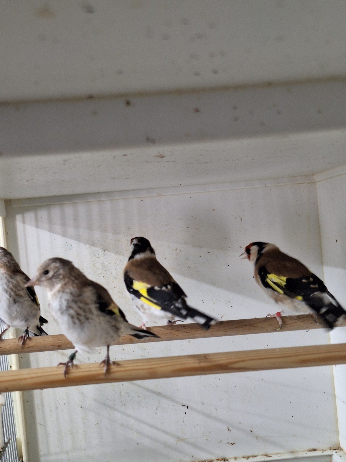 koppel majoor putters, Meerdere dieren, Wildzangvogel, Geringd