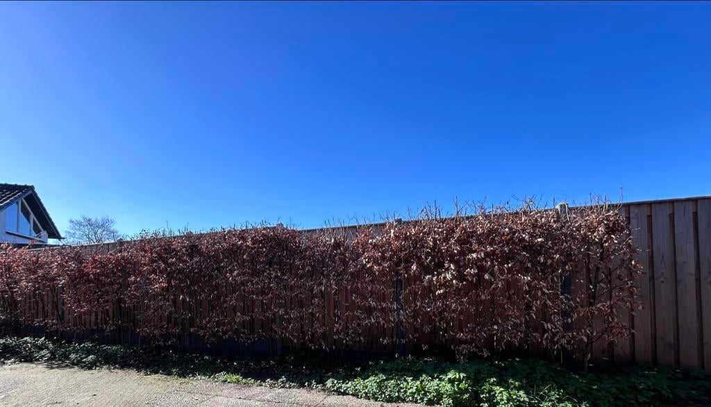 3 meter beukenhaag, Tuin en Terras, Planten | Struiken en Hagen, Ophalen, Beukenhaag, Haag, 250 cm of meer