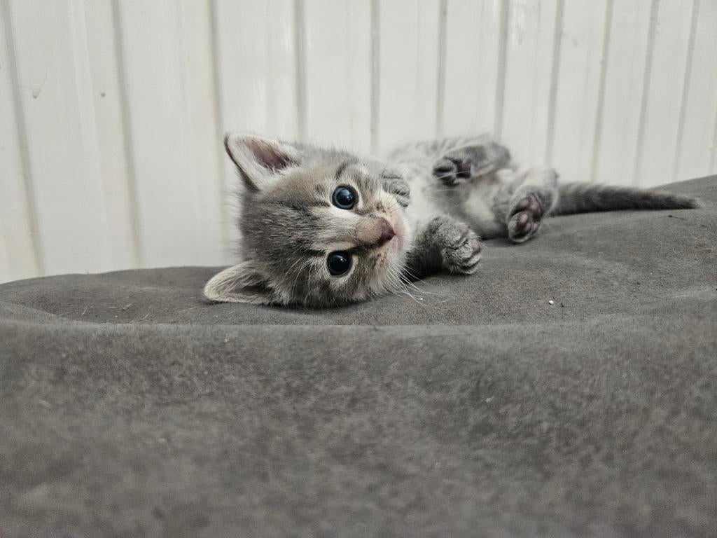 GERESEVEERD Mooie kittens, Meerdere dieren, 0 tot 2 jaar