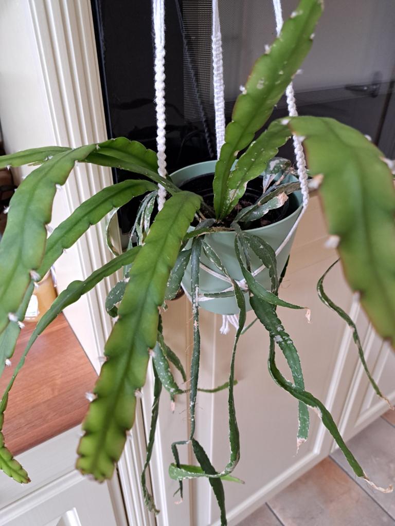 Gemakkelijke hangcactus in macramehanger, Huis en Inrichting, Kamerplanten, Ophalen, Halfschaduw, Minder dan 100 cm