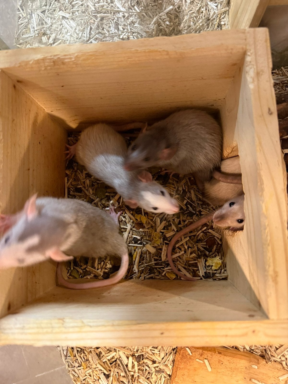 Tamme Ratten, Dieren en Toebehoren, Knaagdieren, Rat, April, Meerdere dieren, Tam