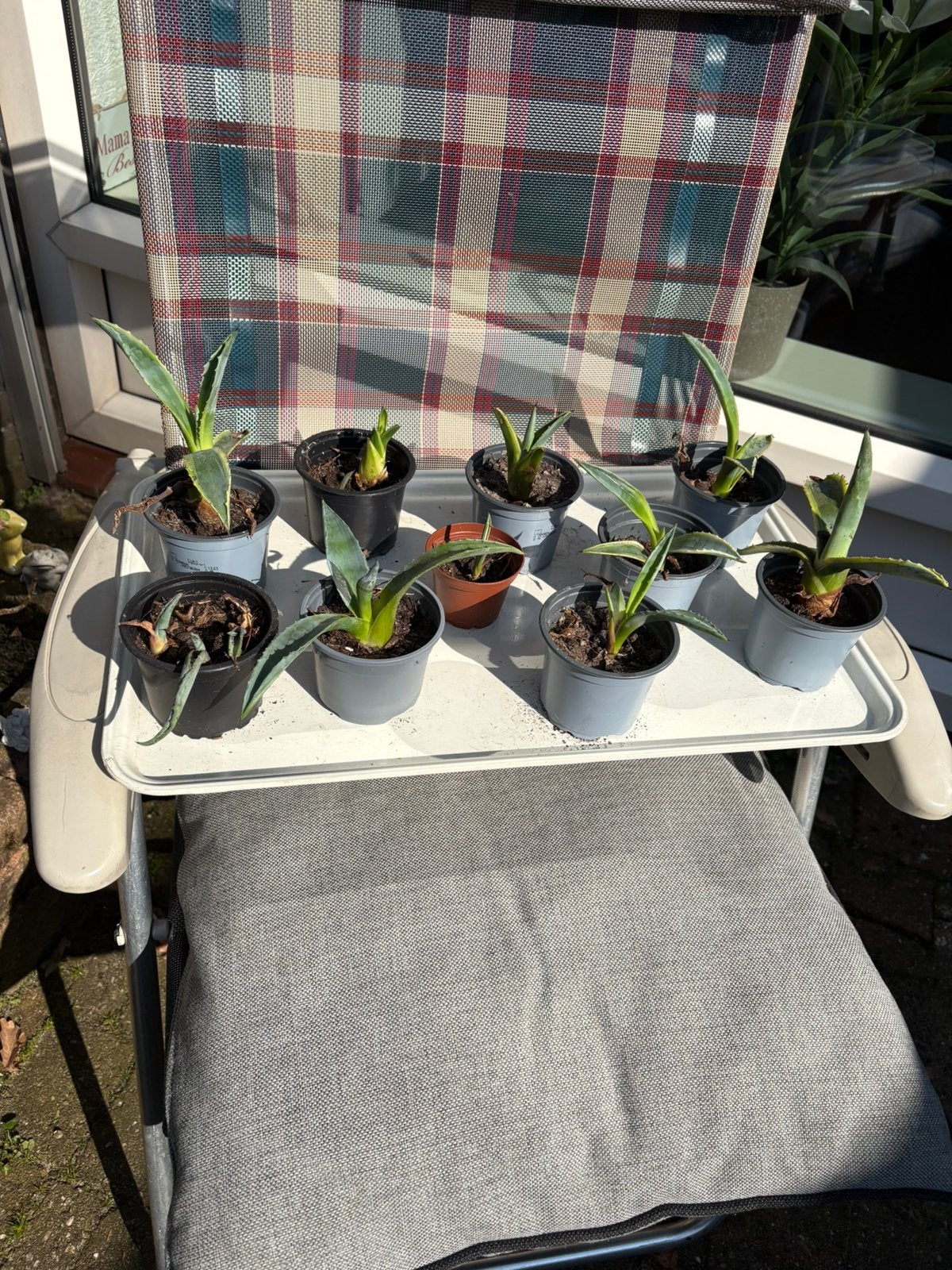 Jonge agave’s ., Ophalen, Bloeit niet, Overige soorten, Volle zon