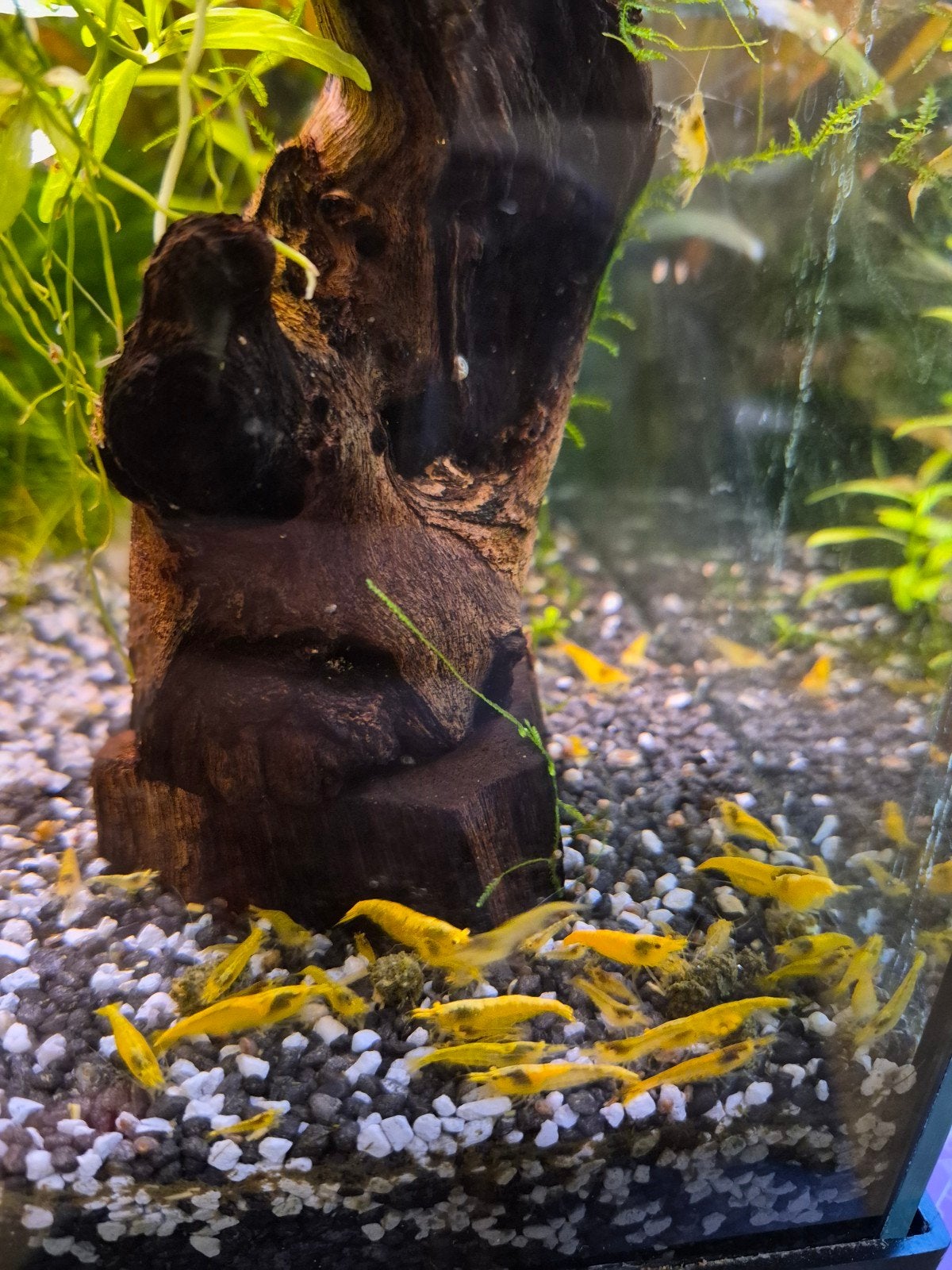 Yellow Fire Neon Backstripe neocardina's, Dieren en Toebehoren, Vis