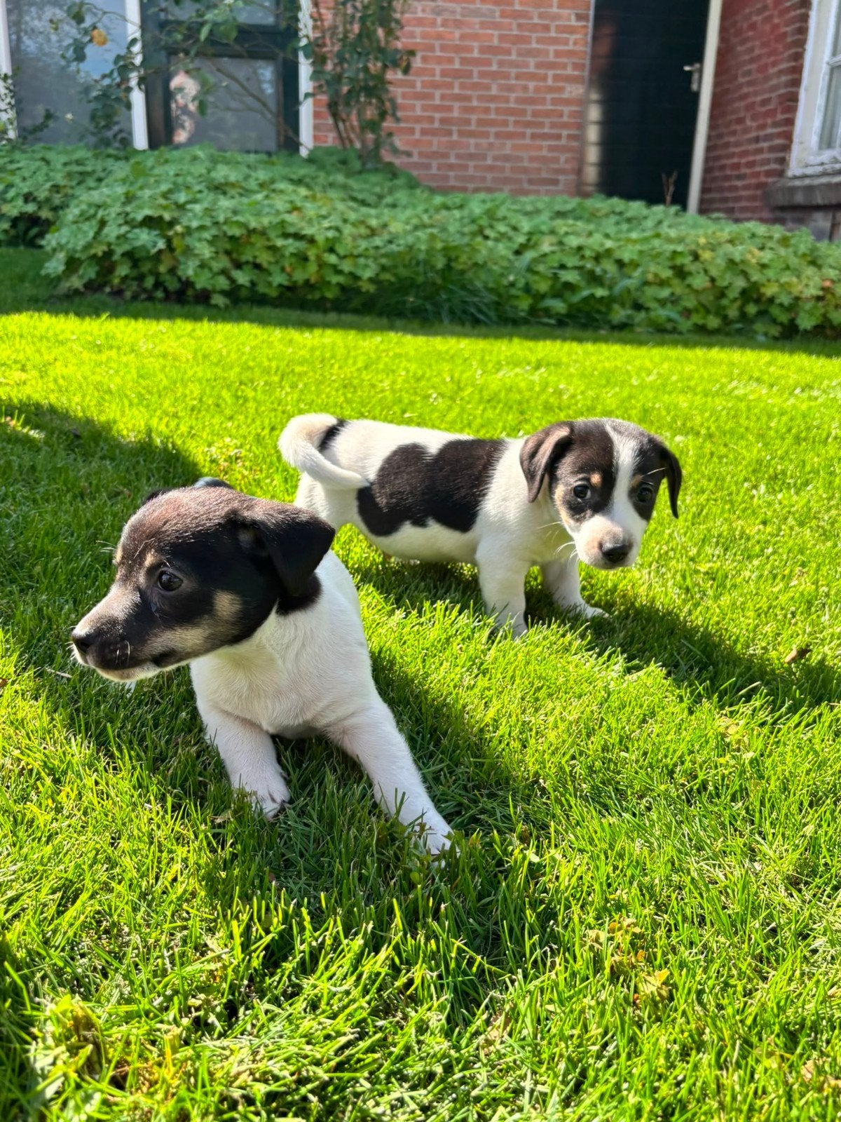 Te koop Jack Russell pups, Jack Russell Terriër, 8 tot 15 weken, Meerdere, Meerdere dieren