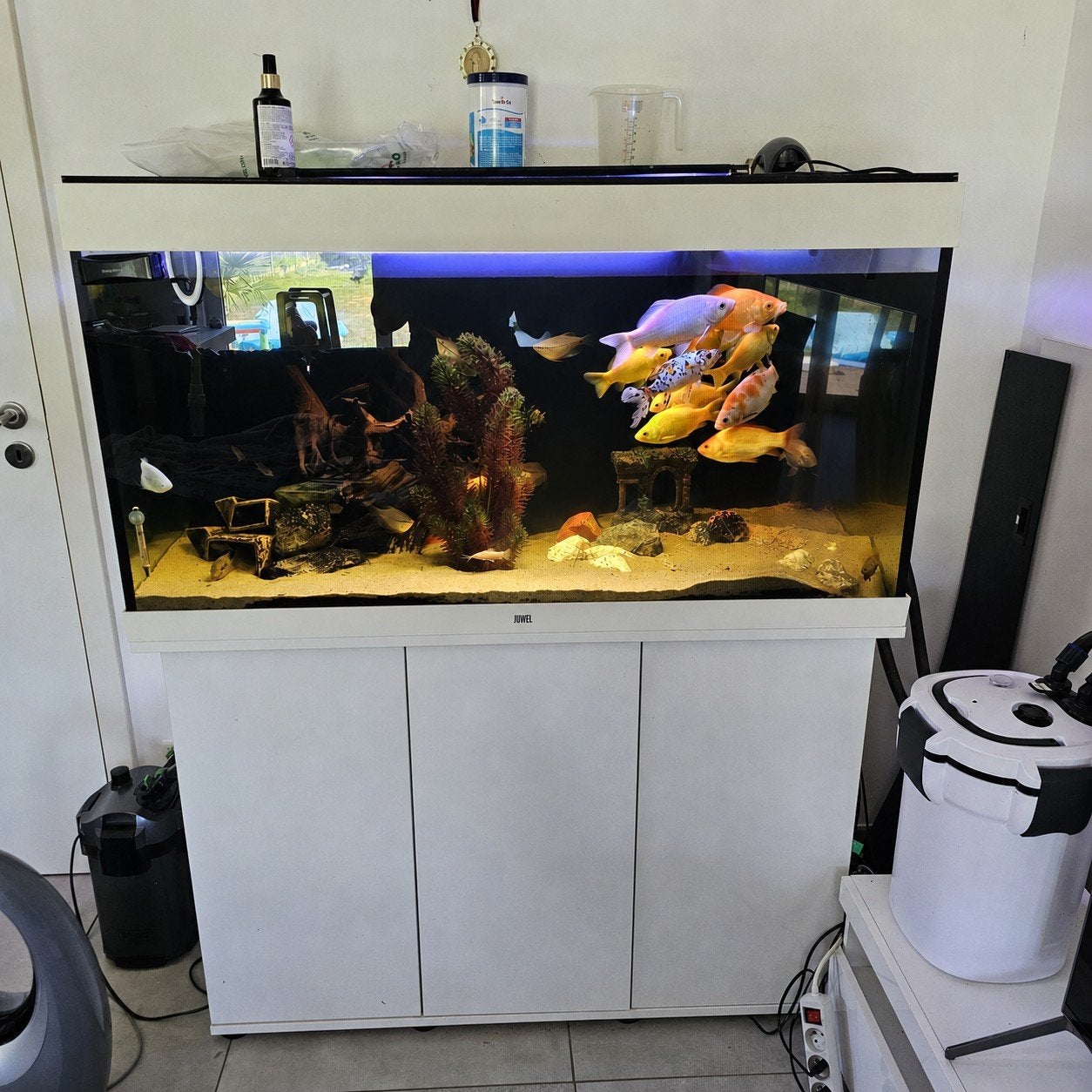 Aquarium 450L + vissen + 2 pomp, Ophalen, Gebruikt, Gevuld zoetwateraquarium, Inclusief vissen