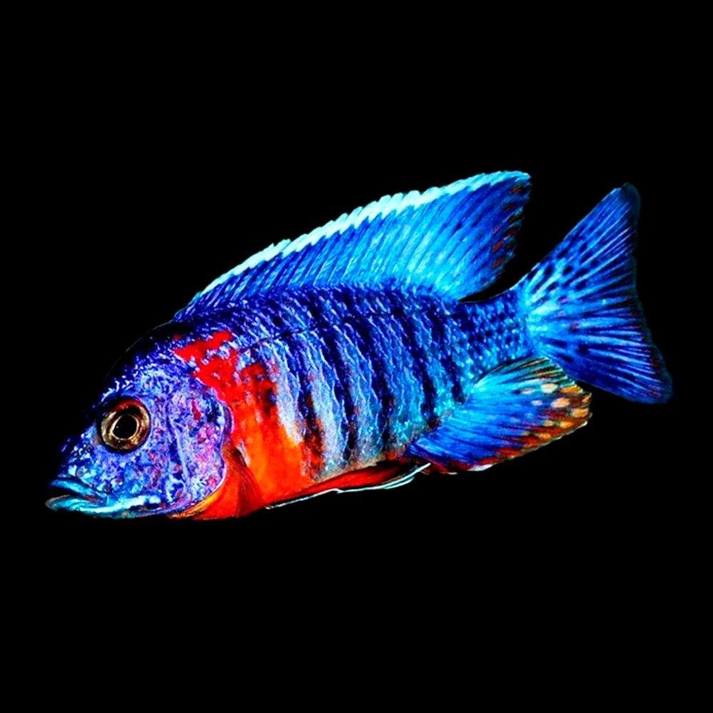 Aulonocara Hansbenschi Red Flash Jonkies Acktie!!!, Vis