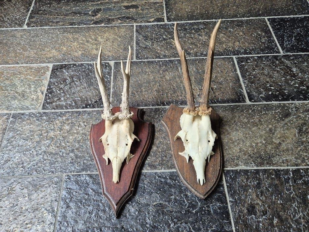2 Prachtige Ree Geweien samen € 19 jacht hut mancave k22, Ophalen of Verzenden, Gebruikt, Hert, Gewei of Kop