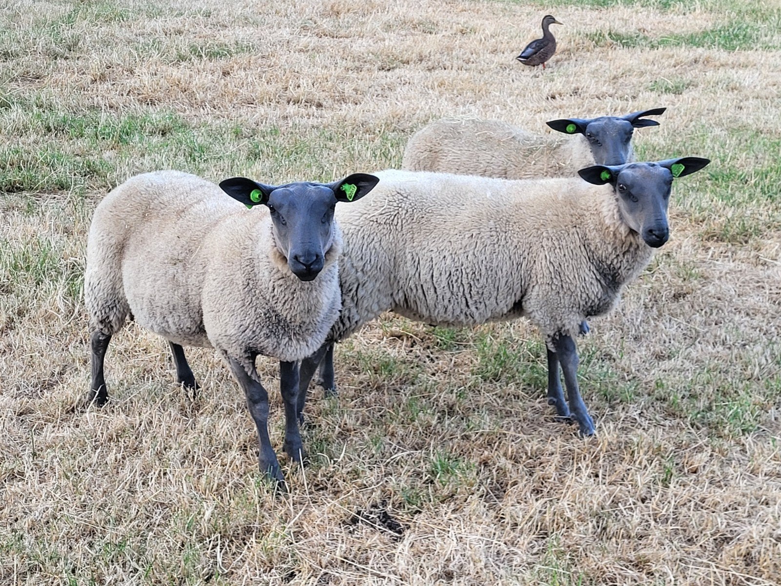 Te koop: Bleu du Maine stamboek ramlammeren, Mannelijk, Schaap