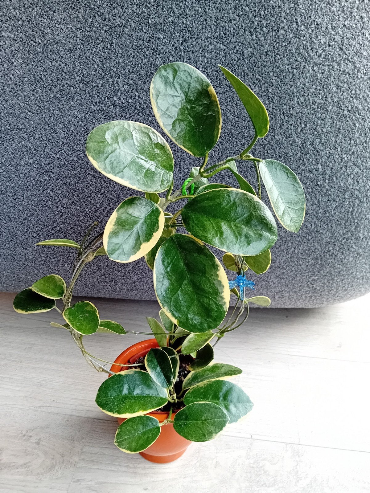 Hoya Australis ssp. tenuipes plant, Huis en Inrichting, Kamerplanten, Ophalen of Verzenden, Halfschaduw, Minder dan 100 cm