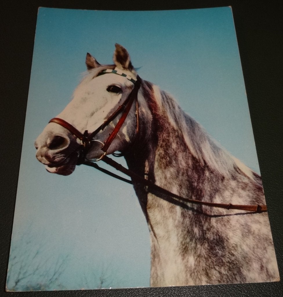 Paarden - Hoofd - Gemengd - KHo04, Verzamelen, Verzenden, 1980 tot heden, Ongelopen, Paard