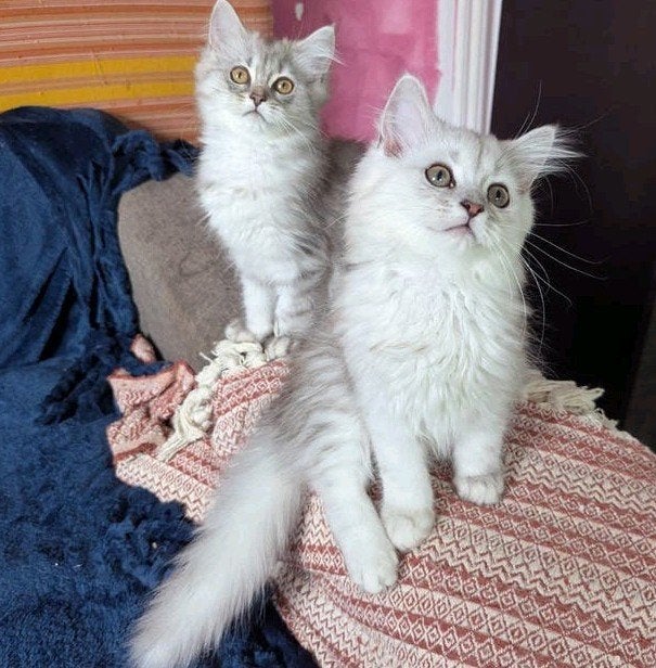 Smeltalarm! 🚨 De allerliefste British Longhair x Ragdoll ki, Dieren en Toebehoren, Katten en Kittens | Raskatten | Langhaar